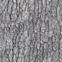 Seamless Tree Bark